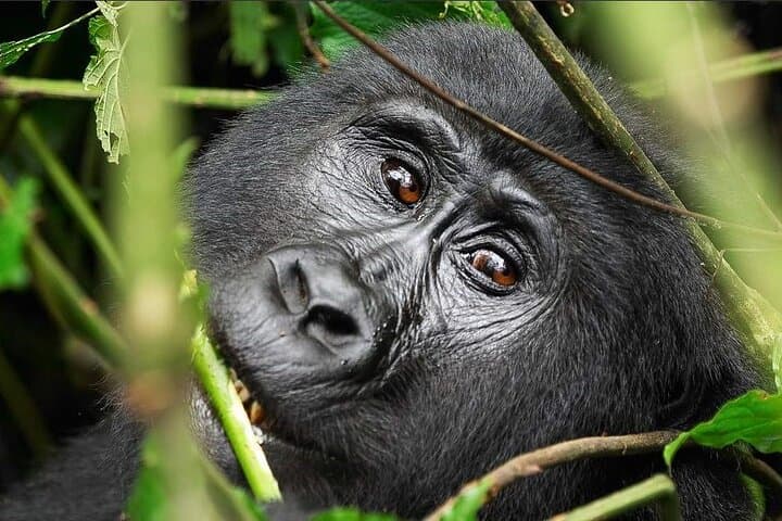 2-Day Chimpanzee Tracking in Kibale National Park — Kanyanchu Trek & Bigodi Wetland photo 5