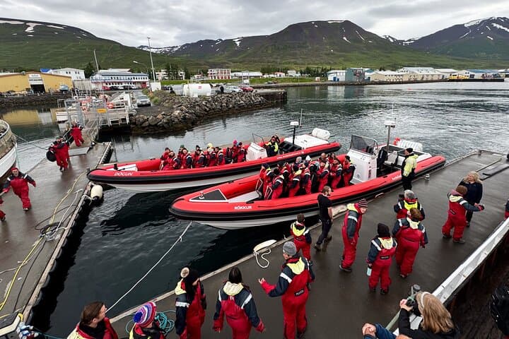 Express Whale Watching from Dalvík — Speedboat RIB Tours in Eyjafjörður