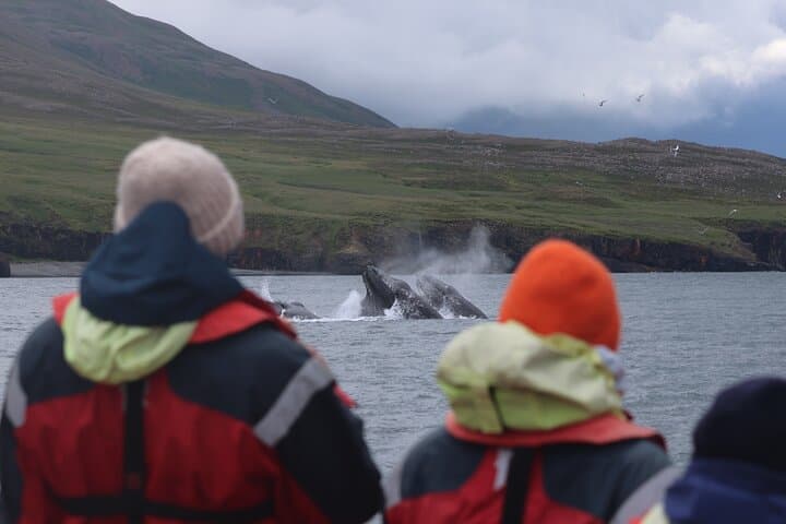 Express Whale Watching from Dalvík — Speedboat RIB Tours in Eyjafjörður photo 5