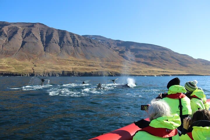 Express Whale Watching from Dalvík — Speedboat RIB Tours in Eyjafjörður photo 6