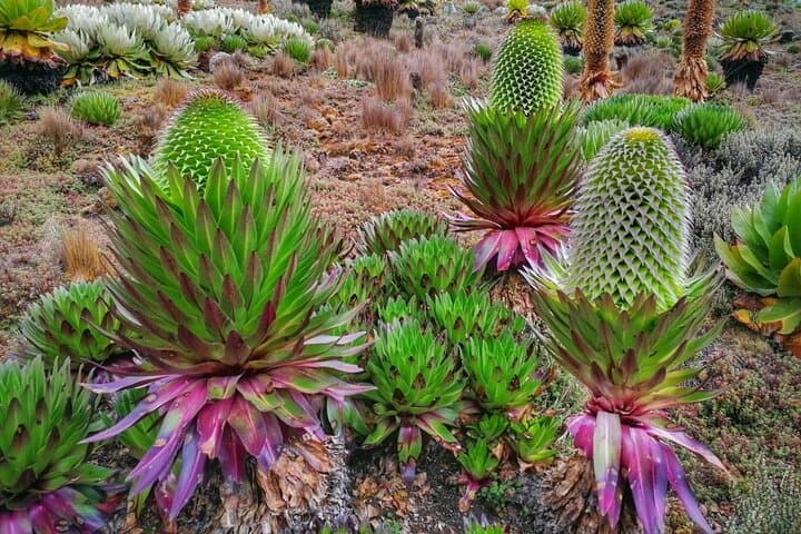 Mt. Kenya 4-Day Expedition to Point Lenana — Summit Trek from Nairobi photo 6