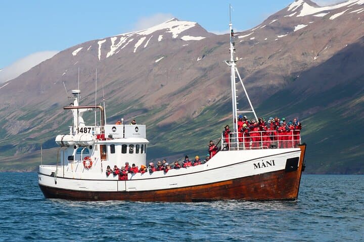 Whale Watching from Dalvík: Eyjafjörður Boat Tours Near Akureyri photo 4