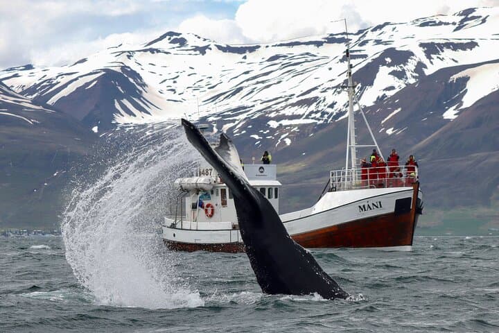 Whale Watching from Dalvík: Eyjafjörður Boat Tours Near Akureyri