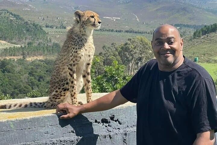 Cape Town Wildlife: Full-Day Whales, Cheetahs & Penguin Encounters