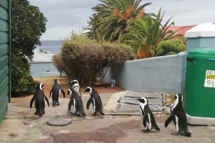 Cape Town Wildlife: Full-Day Whales, Cheetahs & Penguin Encounters photo 3