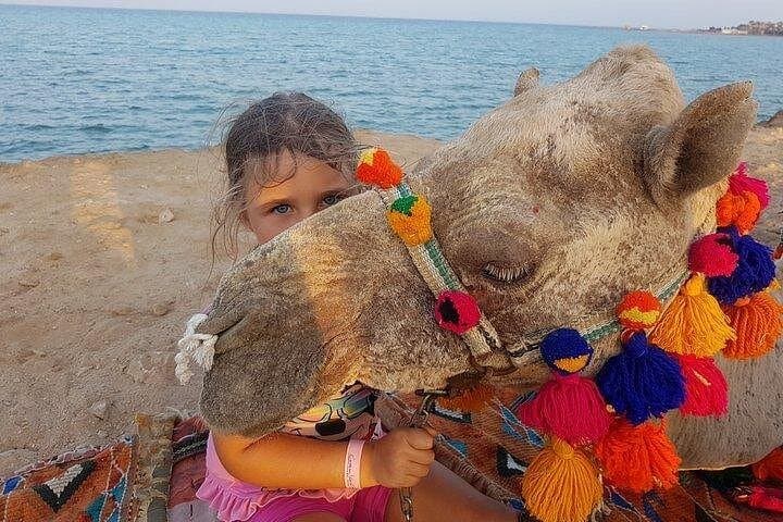2-Hour Camel Ride in Marsa Alam Desert: Bedouin Trails & Scenic Dunes photo 5
