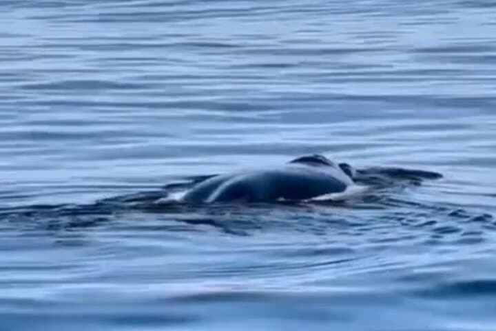 Cape Town Wildlife: Full-Day Whales, Cheetahs & Penguin Encounters photo 4