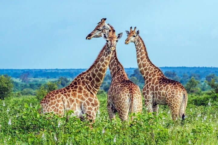 Half-Day Tala Game Reserve Safari and Phezulu Zulu Village from Durban photo 3