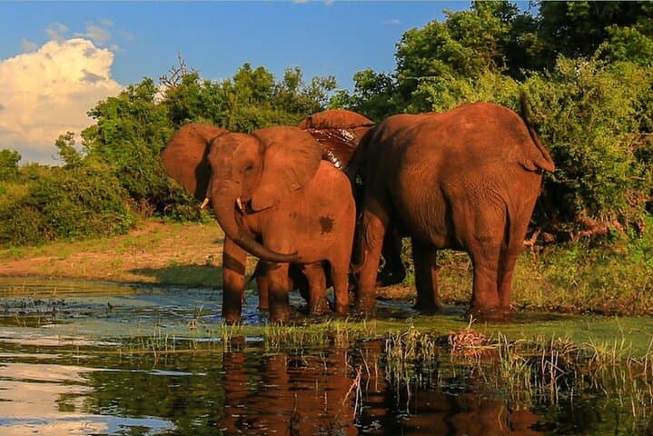 Half-Day Safari from Durban — Tala Game Reserve & Natal Park Wildlife Drive