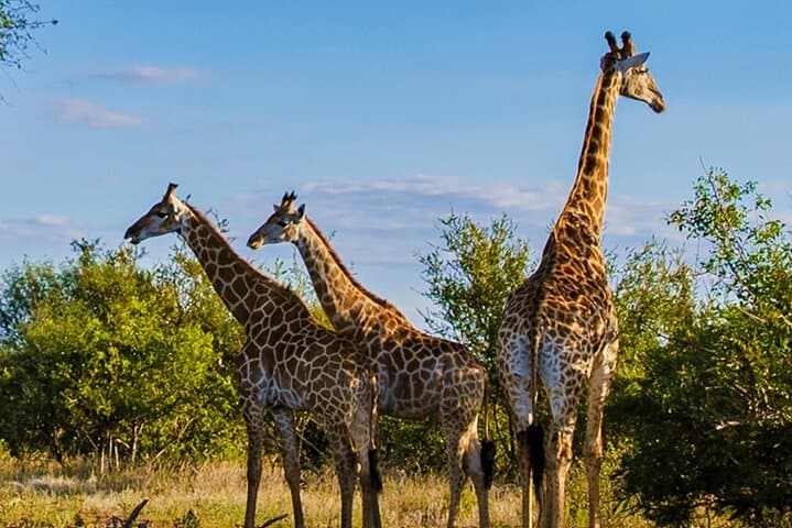 Half-Day Safari from Durban — Tala Game Reserve & Natal Park Wildlife Drive photo 6