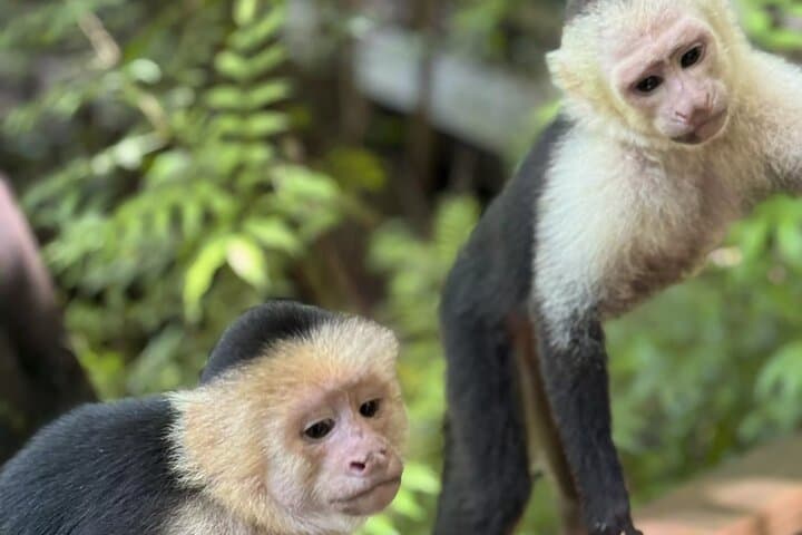 Roatán Wildlife & West Bay Beach Private Tour — Monkeys, Sloths, Chocolate & Rum