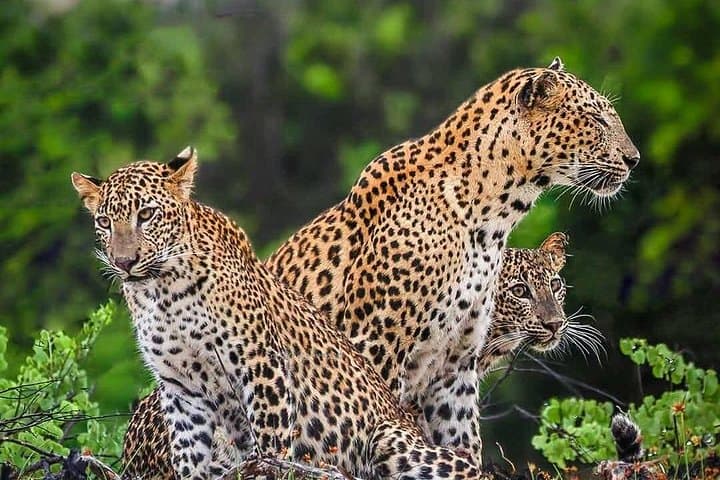 Yala National Park Safari — Half‑Day, Full‑Day & Private Leopard Tours in Sri Lanka photo 1