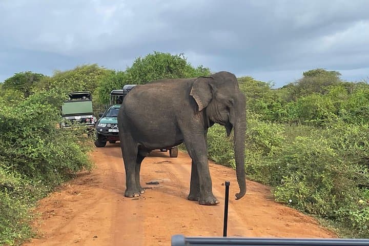 Yala National Park Safari — Half‑Day, Full‑Day & Private Leopard Tours in Sri Lanka photo 2