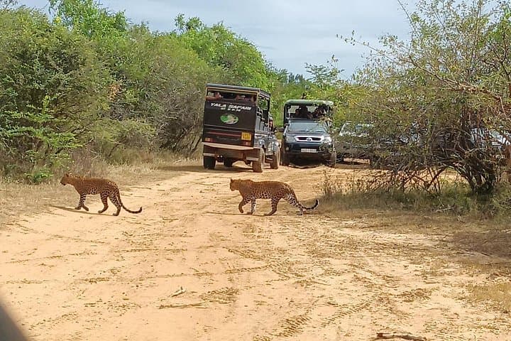 Yala National Park Safari — Half‑Day, Full‑Day & Private Leopard Tours in Sri Lanka photo 3