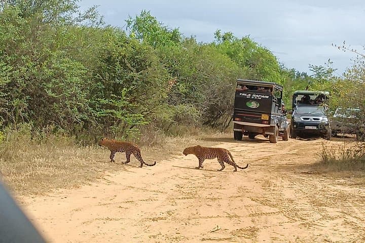 Yala National Park Safari — Half‑Day, Full‑Day & Private Leopard Tours in Sri Lanka photo 4