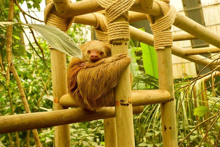 Monteverde Cloud Forest & Sloth Sanctuary Day Trip from Puntarenas