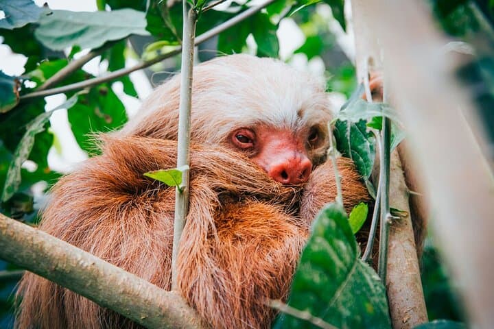 Monteverde Cloud Forest & Sloth Sanctuary Day Trip from Puntarenas photo 5