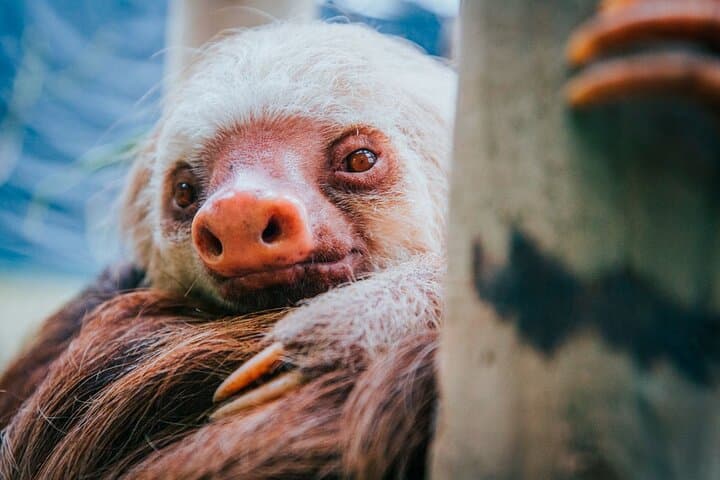 Monteverde Cloud Forest & Sloth Sanctuary Day Trip from Puntarenas photo 6