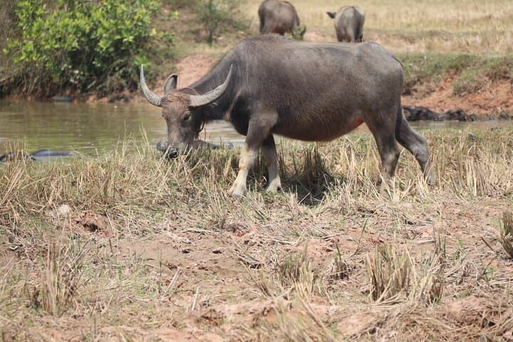 Explore Siem Reap's Countryside: Full-Day Cambodia Buggy Adventure Tour photo 4
