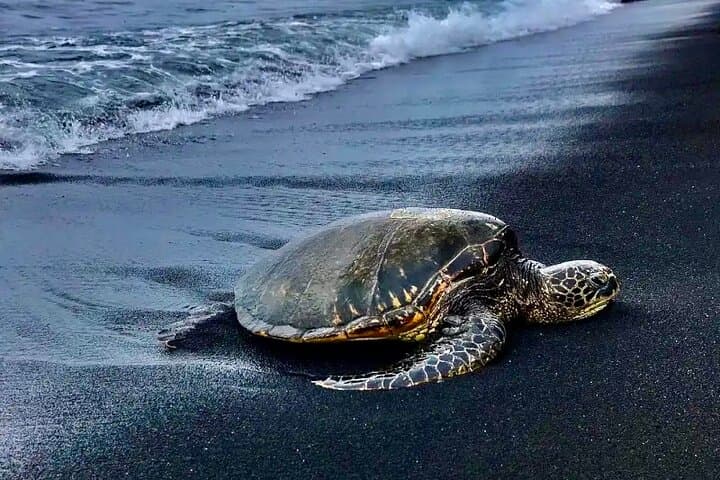 Punalu’u Black Sand Beach Tour — Volcanoes National Park & Hilo Explorer