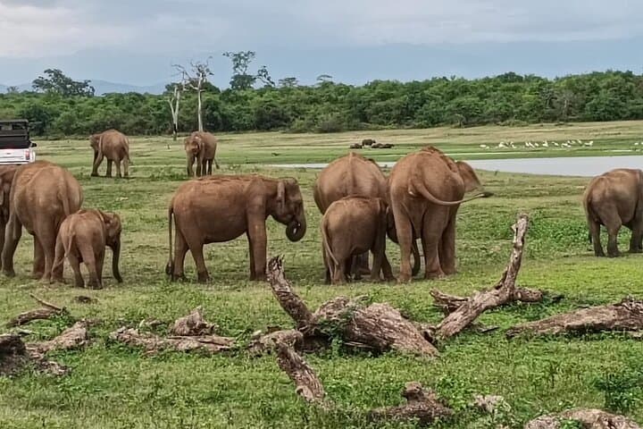 Minneriya National Park Safari — Evening Elephant Gathering from Sigiriya photo 2