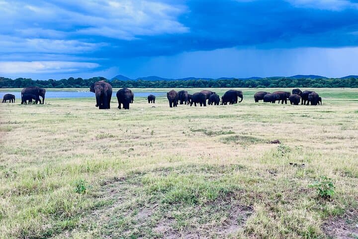 Minneriya National Park Safari — Evening Elephant Gathering from Sigiriya photo 5