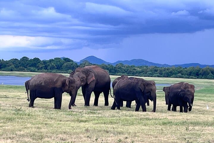Minneriya National Park Safari — Evening Elephant Gathering from Sigiriya photo 6