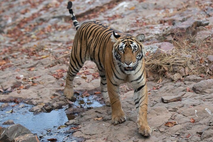 Golden Triangle Tour with Wildlife: Delhi, Agra, Ranthambhore & Jaipur photo 5