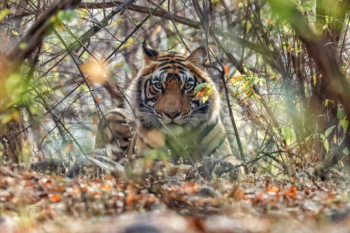 Golden Triangle Tour with Wildlife: Delhi, Agra, Ranthambhore & Jaipur