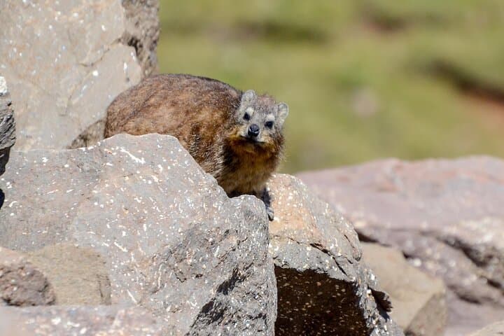 Sani Pass Private Day Tour: 4x4 Border Adventure to the Highest Pub in Africa photo 3
