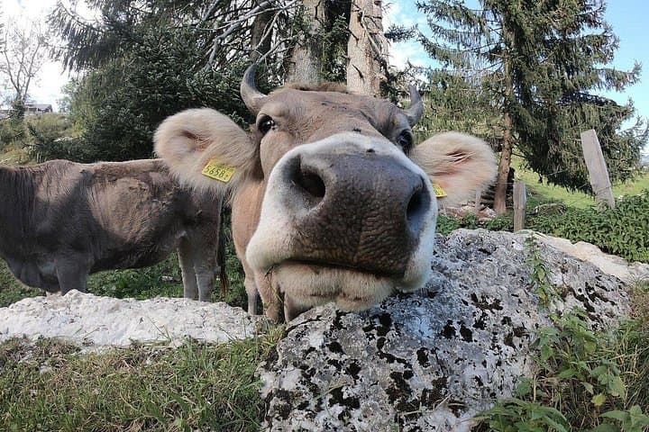 Sonnenberg Farm & Cheese Tasting Tour from Lucerne: Hike, Gondola & Local Cheese photo 4