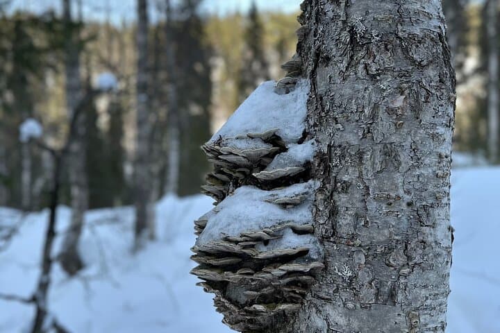 Korouoma Canyon Private Hike: Frozen Waterfalls & Finnish Campfire Experience photo 4