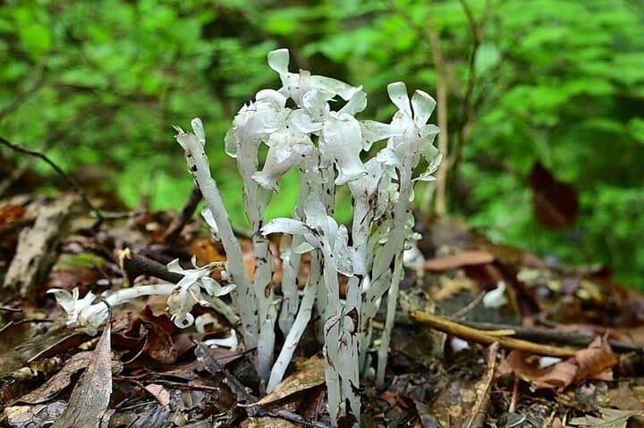 Full-Day Hike to Mt. Kawanori: Okutama Gorge, Hyakuhiro Falls & Tokyo Wilderness photo 4