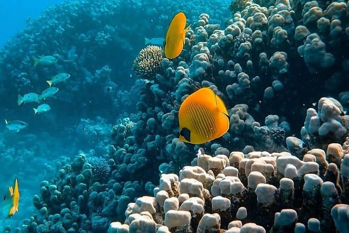 Snorkel Shaab Samadai (Dolphin House) — Red Sea Day Trip from Marsa Alam photo 3