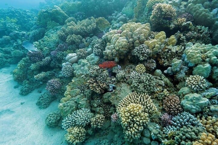 Snorkel Shaab Samadai (Dolphin House) — Red Sea Day Trip from Marsa Alam photo 5