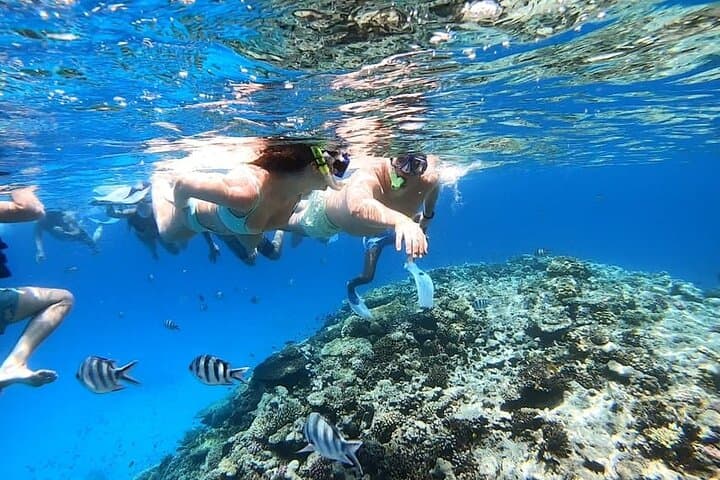 Snorkel Shaab Samadai (Dolphin House) — Red Sea Day Trip from Marsa Alam photo 4