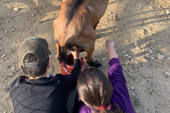Sifnos Goat Milking & Manoura Cheese-Making Evening at Anthi's Farm photo 3