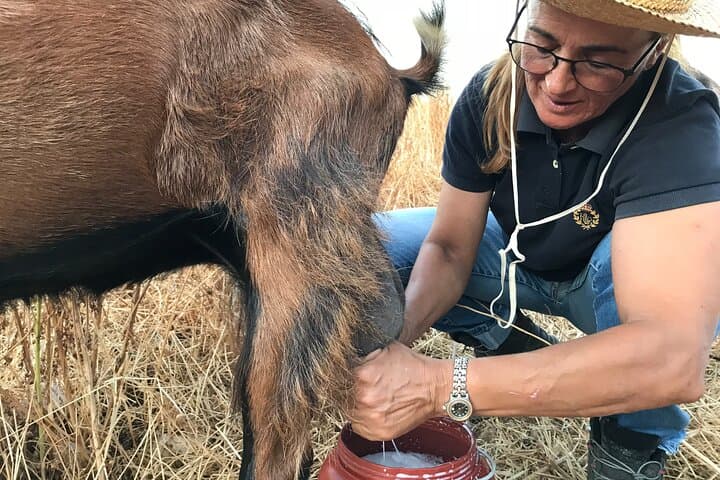 Sifnos Goat Milking & Manoura Cheese-Making Evening at Anthi's Farm photo 5