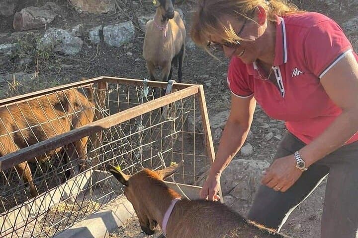 Sifnos Goat Milking & Manoura Cheese-Making Evening at Anthi's Farm photo 6