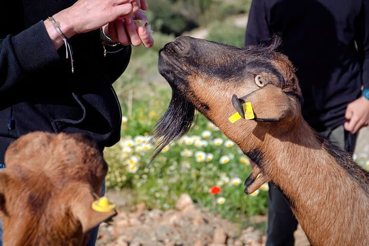 Sifnos Goat Milking & Manoura Cheese-Making Evening at Anthi's Farm photo 2