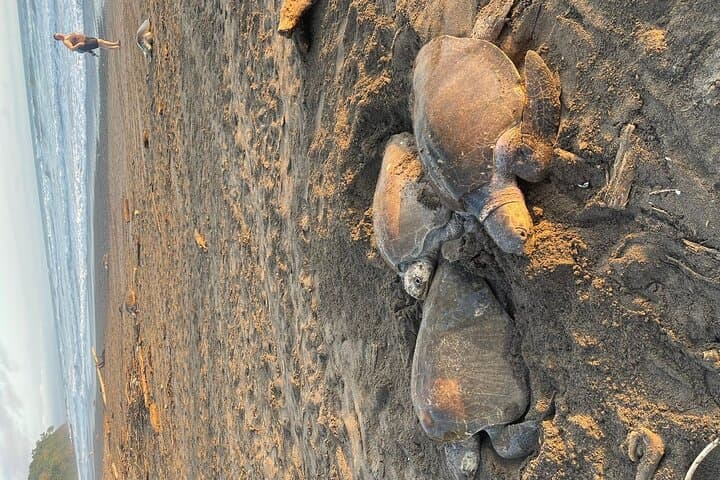Samara Sea Turtle Nesting & Hatching Tour at Corozalito (Night Walk) photo 3
