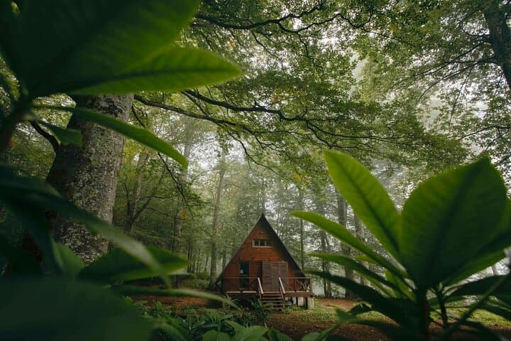 Green Paradise: Mtirala National Park and Batumi Botanical Garden Day Trip photo 1