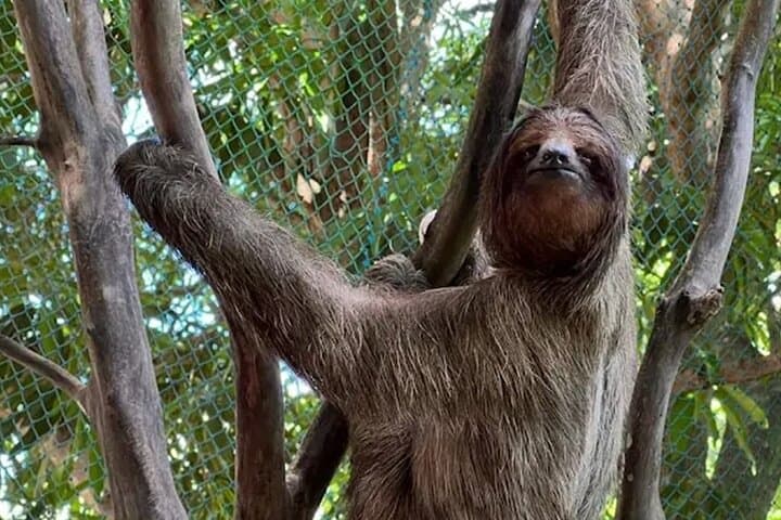 Roatan Half-Day: Snorkel Reefs, Meet Monkeys & Tour the Island photo 6