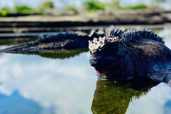 Paddle, Snorkel and Hike Isabela: 4-Day Galápagos Adventure photo 2