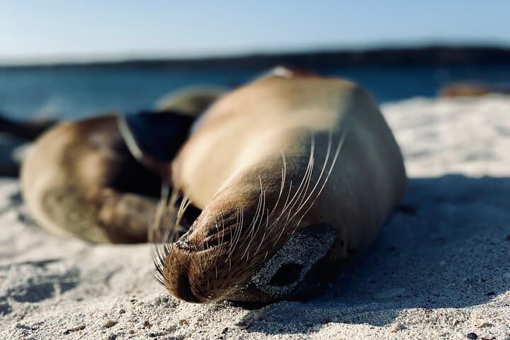 Paddle, Snorkel and Hike Isabela: 4-Day Galápagos Adventure photo 3