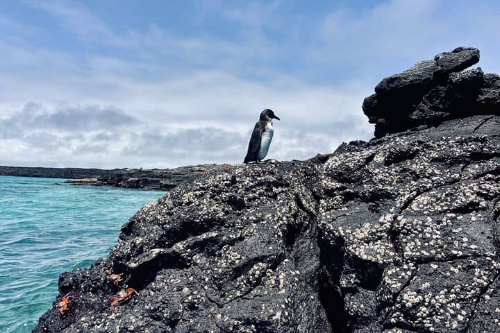 Paddle, Snorkel and Hike Isabela: 4-Day Galápagos Adventure photo 4