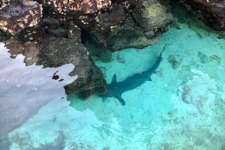Paddle, Snorkel and Hike Isabela: 4-Day Galápagos Adventure photo 6