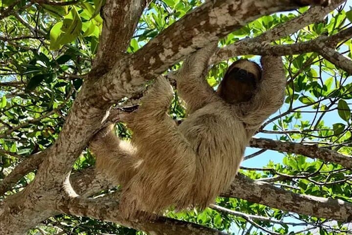 Roatán Sloth Sanctuary, Chocolate & West Bay Beach Day Trip