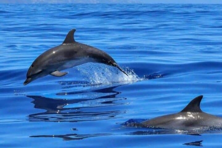 Benalmádena Catamaran Cruise: Dolphin Watching, Snorkel & Sunset Trips photo 3