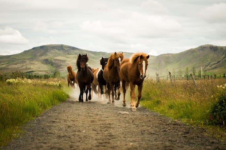 Reykjadalur Hot River Ride: Small-Group Icelandic Horseback Adventure photo 3
